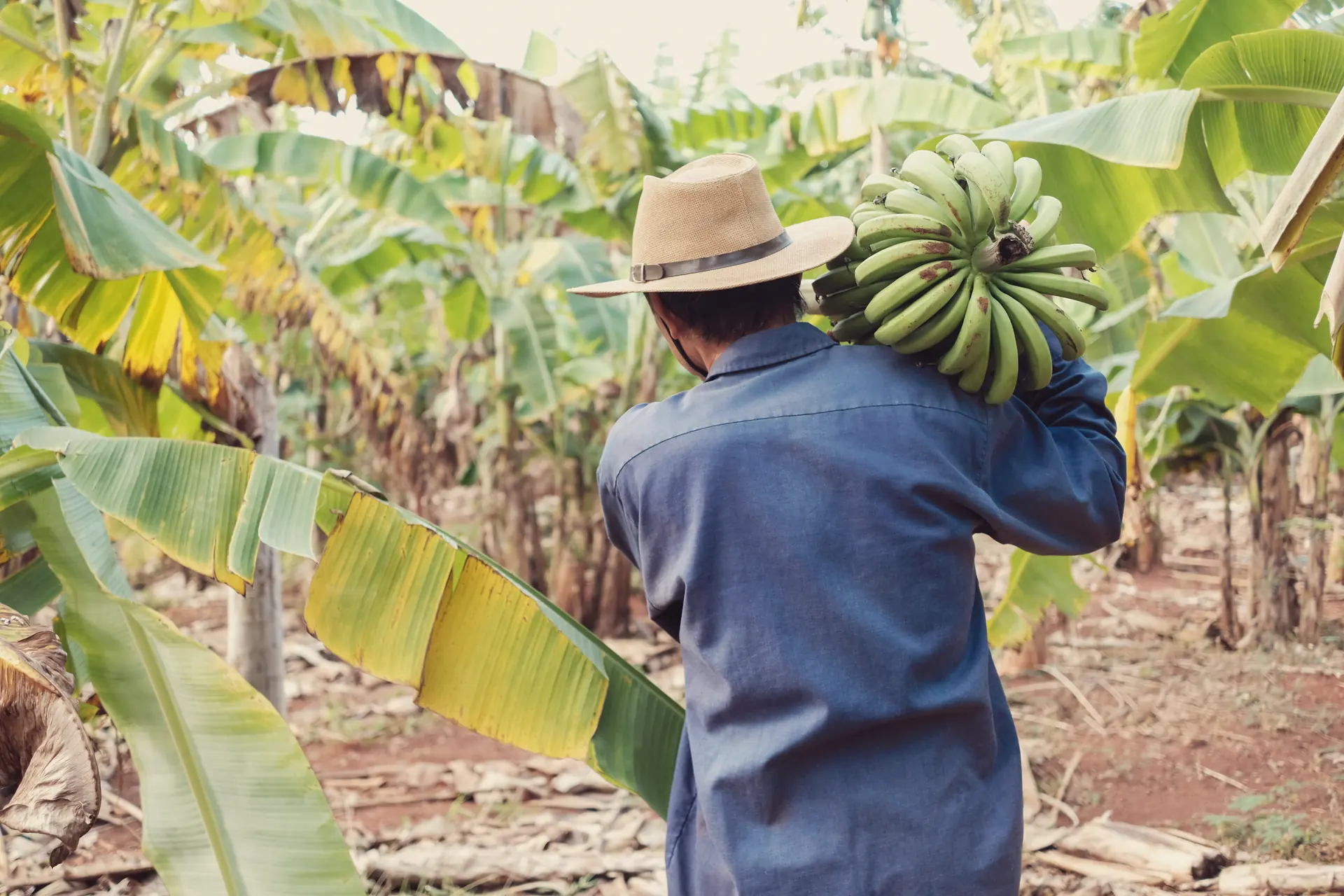 Agricultor con sombrero cargando al hombro un racimo de plátano en la plantación