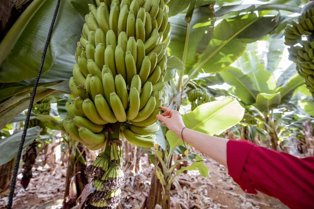 Mujer cosechando banano en la plantación